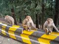 Monkeys in Murree