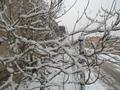 Snow Fall in Quetta, Balochistan 2014