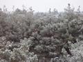 Snow Fall 2014 Quetta