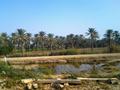 Ranipur Riyasat Palm Trees