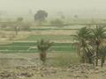 Balochistan ka thar noushki date trees