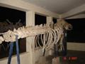Whale fish skeleton