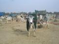 Cow at sibi mela 2012