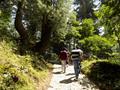 Mushkpuri Hiking Track, Nathiagali, KPK