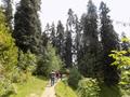 Mushkpuri Hiking Track, Nathiagali, KPK