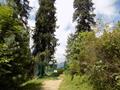 Mushkpuri Hiking Track, Nathiagali, KPK