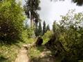 Mushkpuri Hiking Track, Nathiagali, KPK