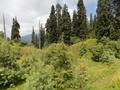 A View of Miranjani Peak from Mushkpuri Hiking Track, Nathiagali