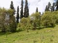 Mushkpuri Hiking Track, Nathiagali, KPK