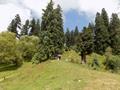 Mushkpuri Hiking Track, Nathiagali, KPK