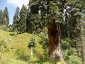 Mushkpuri Hiking Track, Nathiagali, KPK
