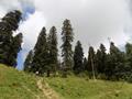 Mushkpuri Hiking Track, Nathiagali, KPK