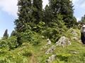 Mushkpuri Hiking Track, Nathiagali, KPK