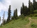 Mushkpuri Hiking Track, Nathiagali, KPK