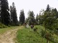 Mushkpuri Hiking Track, Nathiagali, KPK