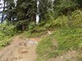Mushkpuri Hiking Track, Nathiagali, KPK