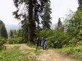 Mushkpuri Hiking Track, Nathiagali, KPK