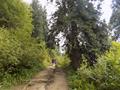 Mushkpuri Hiking Track, Nathiagali, KPK