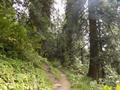 Mushkpuri Hiking Track, Nathiagali, KPK