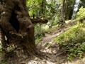 Mushkpuri Hiking Track, Nathiagali, KPK