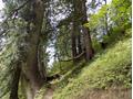 Mushkpuri Hiking Track, Nathiagali, KPK