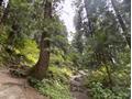 Mushkpuri Hiking Track, Nathiagali, KPK