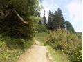 Mushkpuri Hiking Track, Nathiagali, KPK