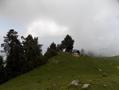 Mushkpuri, Nathiagali, KPK
