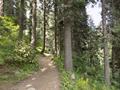 Mushkpuri Hiking Track, Nathiagali, KPK