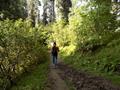 Mushkpuri Hiking Track, Nathiagali, KPK