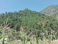 Forest of Balakot