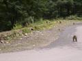 Monkey at Monkey Point, Abbottabad Gilliyat Road
