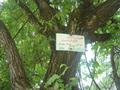 300 Year''s Old Tree, Malka-e-Kohsar Murree