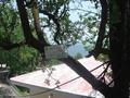 300 Year''s Old Tree, Malka-e-Kohsar Murree