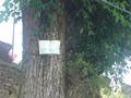 800 Year''s Old Tree, Malka-e-Kohsar Murree