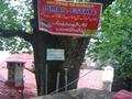 800 Years old Tree, Murree Hills, Murree, Punjab