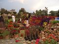 Flower Exibition @ Sher Shah Park Wah Cantt