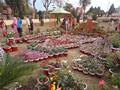 Flower Exhibition @ Sher Shah Park Wah Cantt