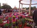 Flower Exhibition @ Sher Shah Park Wah Cantt