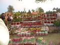 Flower Exhibition @ Sher Shah Park Wah Cantt