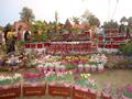 Flower Exhibition @ Sher Shah Park Wah Cantt