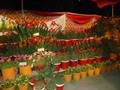 Flower Exhibition in Wah on 21-04-2013