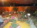 Flower Exhibition in Wah on 21-04-2013
