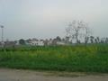 Green field, Vehari, Punjab, Pakistan