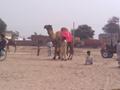 Camel fight, Khanewal