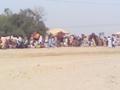 Camel fight, Khanewal