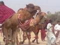 Camel fight, Khanewal