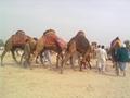 Camel fight, Khanewal