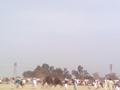 Khanewal, Camel Fight Festival 