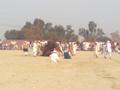 Khanewal, Camel Fight Festival 